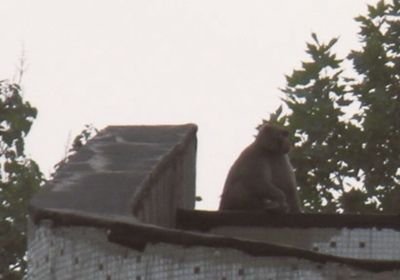 北京東三環(huán)現散步獼猴 工作人員稱并非之前狒狒