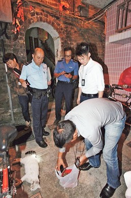 香港流浪貓口吐白沫倒斃疑遭人以毒餌殺害(圖)