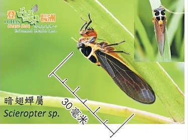 香港首次發(fā)現(xiàn)罕見“暗翅蟬屬”(圖)